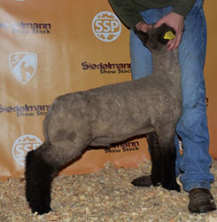 Online Sheep Sale Results - Show Stock Planet