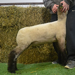 Online Sheep Sale Results - Show Stock Planet