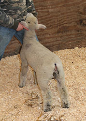 Online Sheep Sale Results - Show Stock Planet