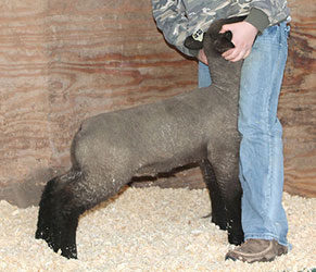 Online Sheep Sale Results - Show Stock Planet