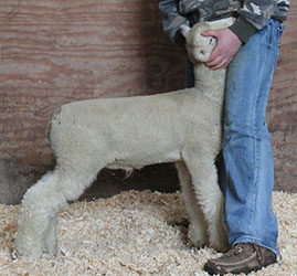 Online Sheep Sale Results - Show Stock Planet