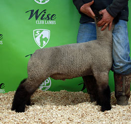 Online Sheep Sale Results - Show Stock Planet