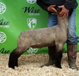 Online Sheep Sale Results - Show Stock Planet