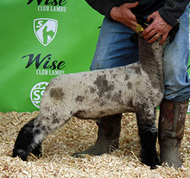 Online Sheep Sale Results - Show Stock Planet