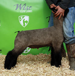 Online Sheep Sale Results - Show Stock Planet