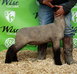 Online Sheep Sale Results - Show Stock Planet