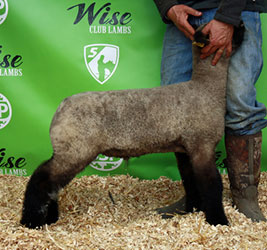 Online Sheep Sale Results - Show Stock Planet