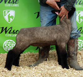 Online Sheep Sale Results - Show Stock Planet