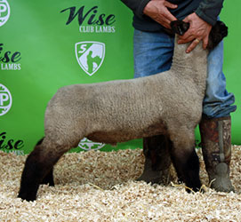 Online Sheep Sale Results - Show Stock Planet