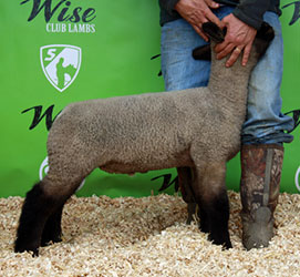 Online Sheep Sale Results - Show Stock Planet