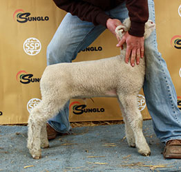 Online Sheep Sale Results - Show Stock Planet