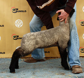 Online Sheep Sale Results - Show Stock Planet