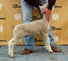 Online Sheep Sale Results - Show Stock Planet