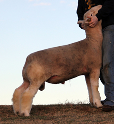 Online Sheep Sale Results - Show Stock Planet