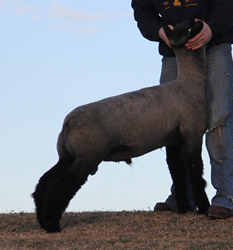 Online Sheep Sale Results - Show Stock Planet