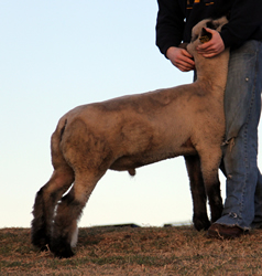 Online Sheep Sale Results - Show Stock Planet