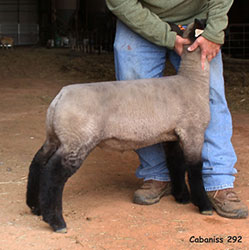 Online Sheep Sale Results - Show Stock Planet