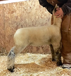 Online Sheep Sale Results - Show Stock Planet