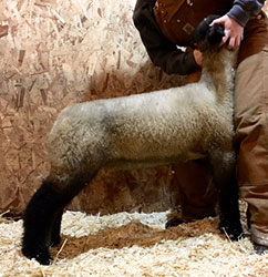 Online Sheep Sale Results - Show Stock Planet