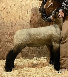 Online Sheep Sale Results - Show Stock Planet