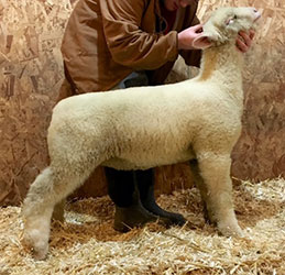 Online Sheep Sale Results - Show Stock Planet