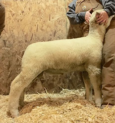 Online Sheep Sale Results - Show Stock Planet