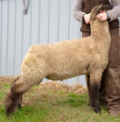 Online Sheep Sale Results - Show Stock Planet