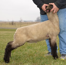 Online Sheep Sale Results - Show Stock Planet