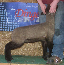 Online Sheep Sale Results - Show Stock Planet