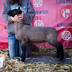 Online Sheep Sale Results - Show Stock Planet