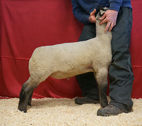 Online Sheep Sale Results - Show Stock Planet