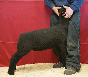 Online Sheep Sale Results - Show Stock Planet