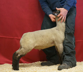 Online Sheep Sale Results - Show Stock Planet