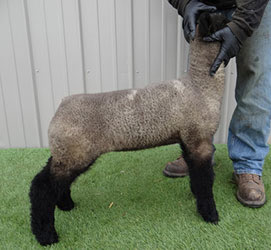 Online Sheep Sale Results - Show Stock Planet