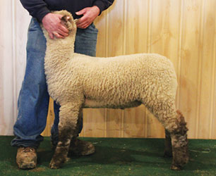 Online Sheep Sale Results - Show Stock Planet