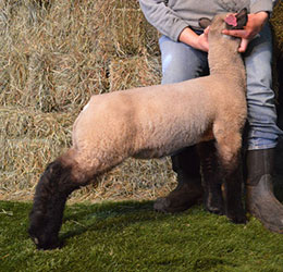 Online Sheep Sale Results - Show Stock Planet