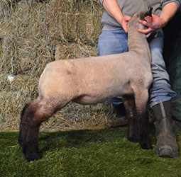 Online Sheep Sale Results - Show Stock Planet