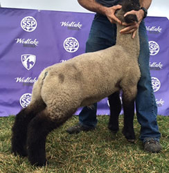 Online Sheep Sale Results - Show Stock Planet