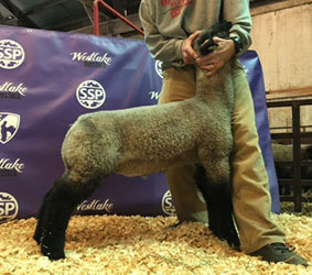 Online Sheep Sale Results - Show Stock Planet