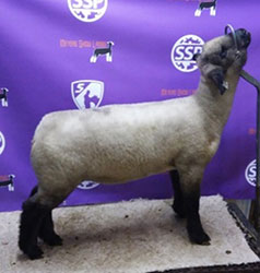 Online Sheep Sale Results - Show Stock Planet