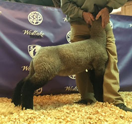 Online Sheep Sale Results - Show Stock Planet