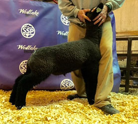 Online Sheep Sale Results - Show Stock Planet