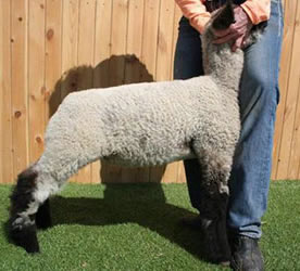 Online Sheep Sale Results - Show Stock Planet