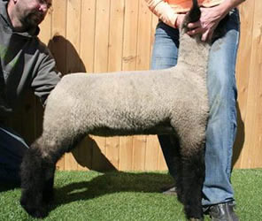 Online Sheep Sale Results - Show Stock Planet