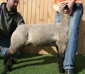 Online Sheep Sale Results - Show Stock Planet