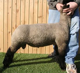 Online Sheep Sale Results - Show Stock Planet