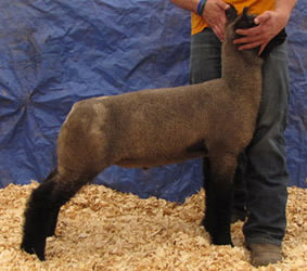 Online Sheep Sale Results - Show Stock Planet