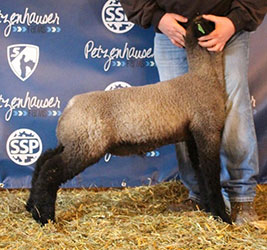 Online Sheep Sale Results - Show Stock Planet