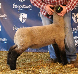 Online Sheep Sale Results - Show Stock Planet