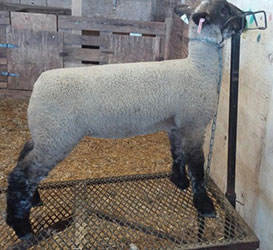 Online Sheep Sale Results - Show Stock Planet